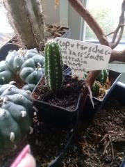 Trichocereus_scopulicola_X_SASSy.jpg