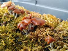 Psilocybe cyanescens balcony planter