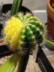 Echinopsis variegata