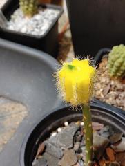 Echinopsis cv. Orange California x Clyde not entirely vari