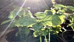 Psychotria at sunrise