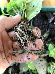 Shipibo Leaf Roots