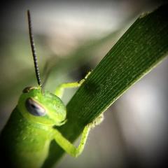 This guy eating my Acuminata pyhllodes