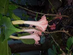 The beautiful brugmansia