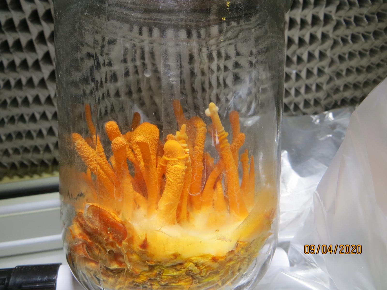 cordyceps