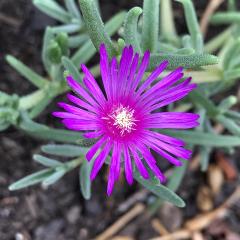 Delosperma Cooperi