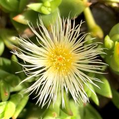 Sceletium Tortuosum