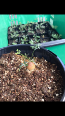 Acacia acuminata seedling (and company)