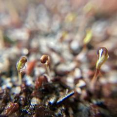 Poppies germinating