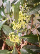 PH strain C. edulis inflorescence