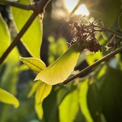 B.caapi ‘Cielo’ seed