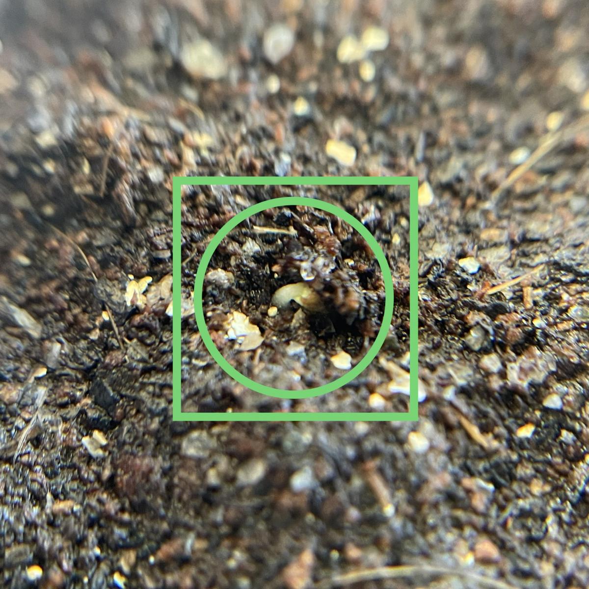 S.divinorum seed germinating 24/07/2022
