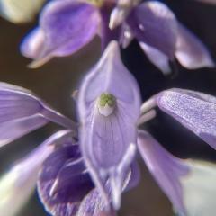 Successful pollination and ripening