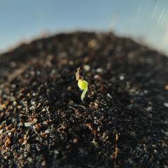 S.divinorum germinating.