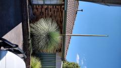 Grass tree flower spike ( the flower spike is bigger than my house)