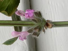 First flowers