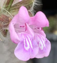 Salvia recognita