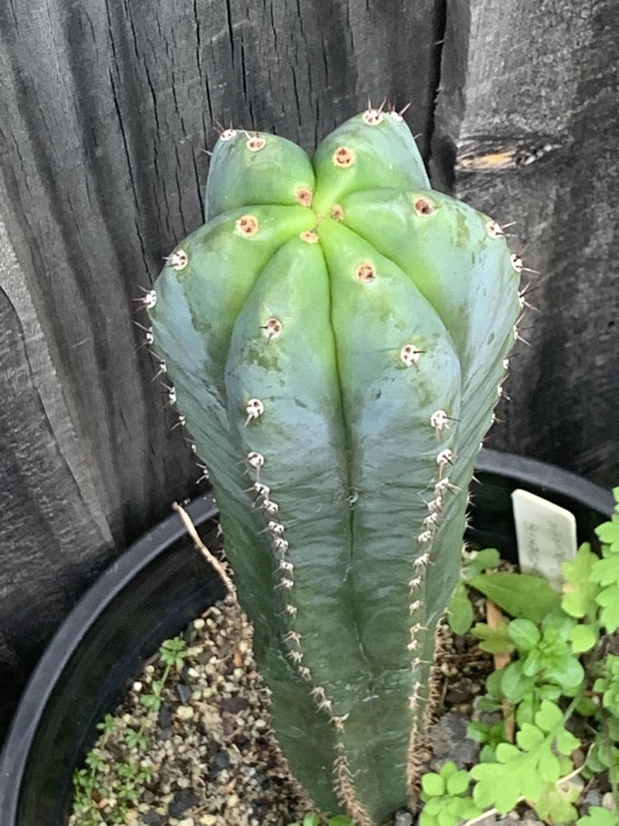 Genetically unique