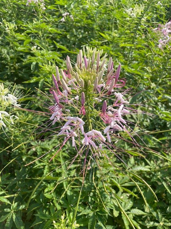 Tropical Weeds