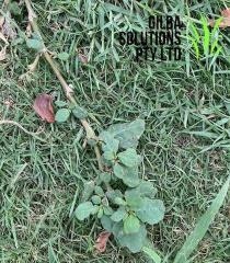 horse-purslane-encroaching-on-turf