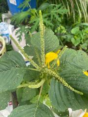 photo-of-amaranth-flower