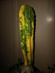 Variegated T.Scop isolation