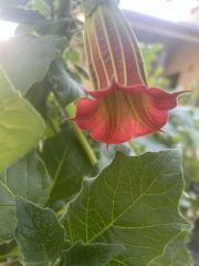 IMG_0867.jpeg