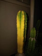 isolating T.Scop Variegation