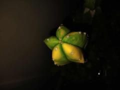 isolating T.Scop Variegation