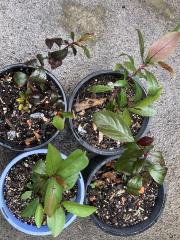 "Planthelper" genetics (PH.F2) - mixed phenotypes